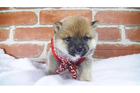 成約済の福岡県の豆柴-117371の3枚目