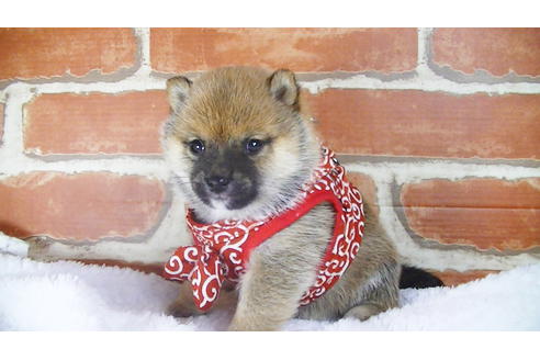 成約済の福岡県の豆柴-117371の2枚目