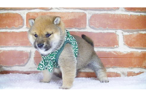 成約済の福岡県の豆柴-117357の5枚目