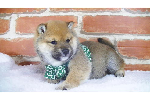 成約済の福岡県の豆柴-117357の4枚目