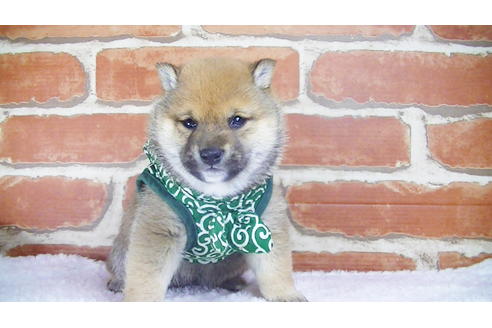 成約済の福岡県の豆柴-117357の3枚目