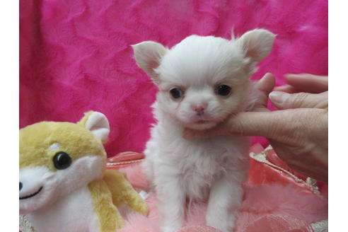 成約済の京都府のチワワ(ロングコート)-120207の3枚目