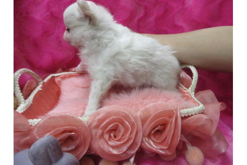 成約済の京都府のチワワ(ロングコート)-120207の2枚目