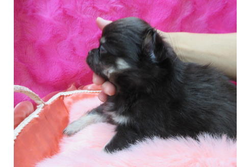 成約済の京都府のチワワ(ロングコート)-120208の3枚目