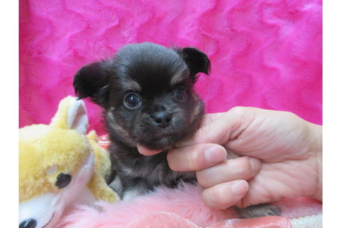 成約済の京都府のチワワ(ロングコート)-120208の2枚目