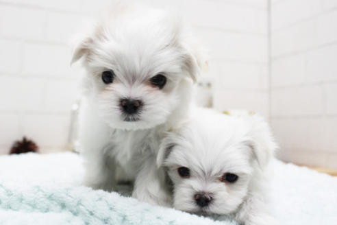 成約済の東京都のマルチーズ-118766の1枚目