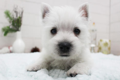 成約済の東京都のウエストハイランドホワイトテリア(ウエスティ)-119527の1枚目