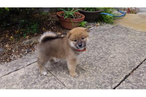 成約済の岡山県の柴犬-116438の1枚目