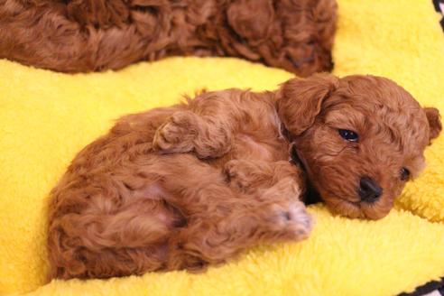 成約済の愛知県のトイプードル-117812の16枚目