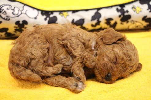 成約済の愛知県のトイプードル-117812の15枚目