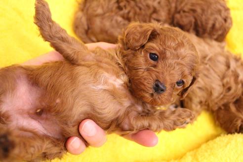 成約済の愛知県のトイプードル-117814の18枚目