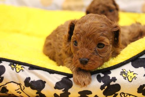 成約済の愛知県のトイプードル-117814の17枚目