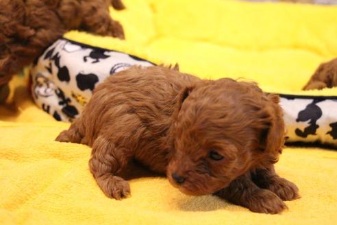 成約済の愛知県のトイプードル-117814の15枚目