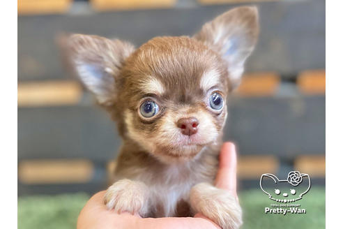 成約済の愛知県のチワワ(ロングコート)-120275の1枚目