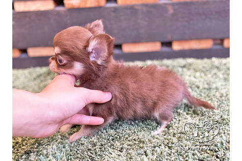 成約済の愛知県のチワワ(ロングコート)-120275の5枚目