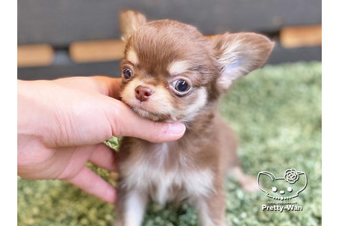 成約済の愛知県のチワワ(ロングコート)-120275の2枚目