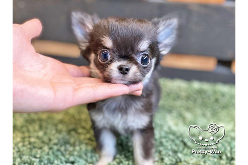 成約済の愛知県のチワワ(ロングコート)-120280の5枚目