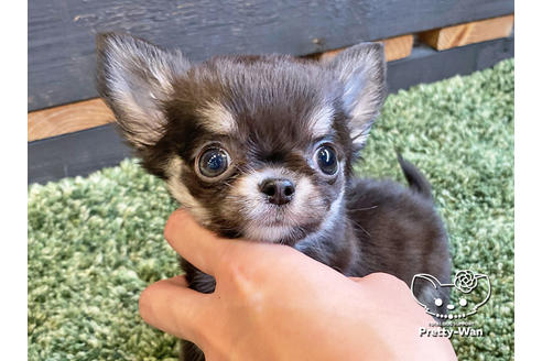 成約済の愛知県のチワワ(ロングコート)-120280