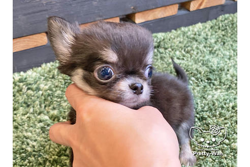 成約済の愛知県のチワワ(ロングコート)-120280の4枚目