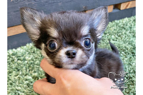 成約済の愛知県のチワワ(ロングコート)-120280の3枚目