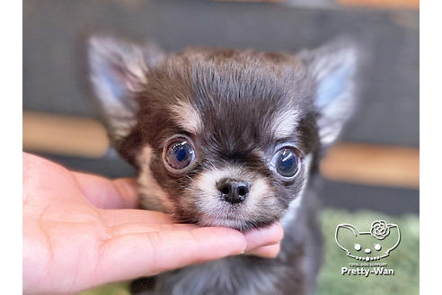 成約済の愛知県のチワワ(ロングコート)-120280の2枚目