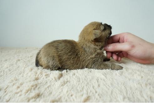 成約済の奈良県のケアーンテリア-120285の4枚目