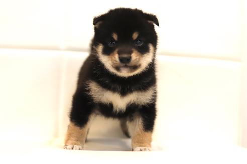 成約済の滋賀県の豆柴-120297の1枚目