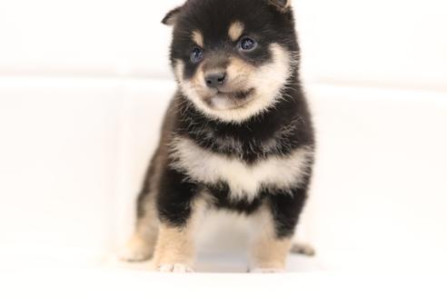 成約済の滋賀県の豆柴-120297の4枚目