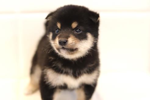 成約済の滋賀県の豆柴-120297の3枚目