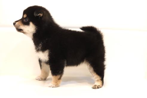 成約済の滋賀県の豆柴-120297の2枚目