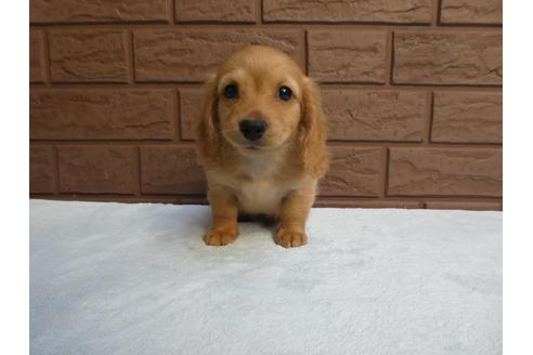 成約済の埼玉県のミニチュアダックスフンド(ロングヘアード)-120304の1枚目