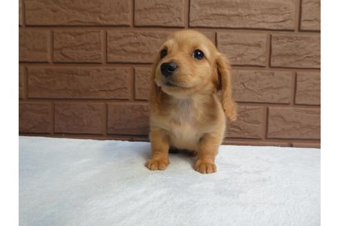 成約済の埼玉県のミニチュアダックスフンド(ロングヘアード)-120304の3枚目