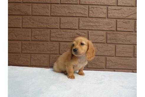 成約済の埼玉県のミニチュアダックスフンド(ロングヘアード)-120304の2枚目