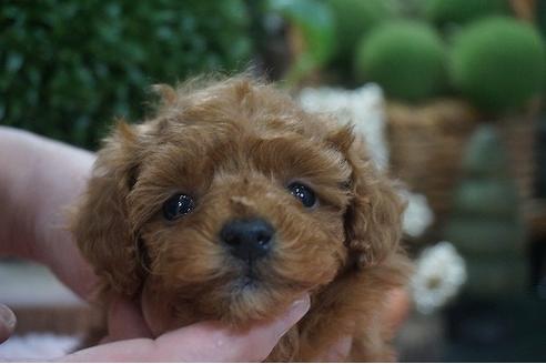 成約済の京都府のタイニープードル-117863の1枚目