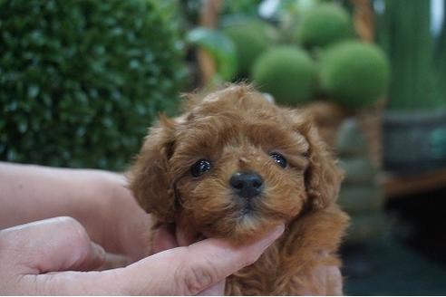 成約済の京都府のタイニープードル-117863の3枚目