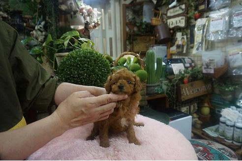 成約済の京都府のタイニープードル-117863の2枚目