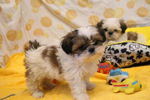 成約済の愛知県のシーズー-113984の1枚目