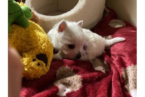 成約済の福岡県のウエストハイランドホワイトテリア(ウエスティ)-120361の5枚目