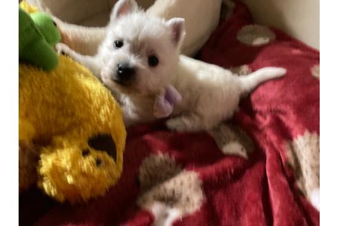 成約済の福岡県のウエストハイランドホワイトテリア(ウエスティ)-120361の4枚目