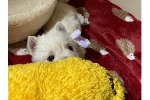 成約済の福岡県のウエストハイランドホワイトテリア(ウエスティ)-120361の3枚目