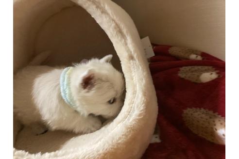 成約済の福岡県のウエストハイランドホワイトテリア(ウエスティ)-120361の2枚目