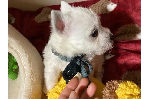 成約済の福岡県のウエストハイランドホワイトテリア(ウエスティ)-120362の7枚目