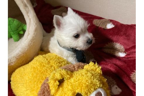 成約済の福岡県のウエストハイランドホワイトテリア(ウエスティ)-120362の6枚目