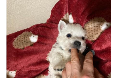 成約済の福岡県のウエストハイランドホワイトテリア(ウエスティ)-120362の5枚目