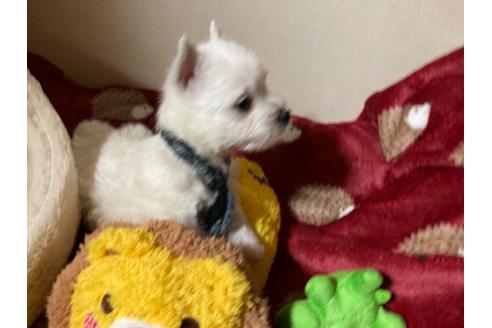 成約済の福岡県のウエストハイランドホワイトテリア(ウエスティ)-120362の4枚目