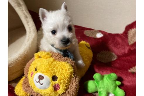 成約済の福岡県のウエストハイランドホワイトテリア(ウエスティ)-120362の3枚目