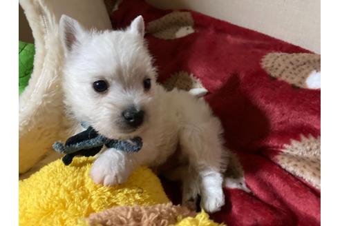 成約済の福岡県のウエストハイランドホワイトテリア(ウエスティ)-120362の2枚目