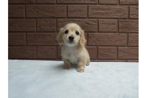 成約済の埼玉県のミニチュアダックスフンド(ロングヘアード)-120364の1枚目