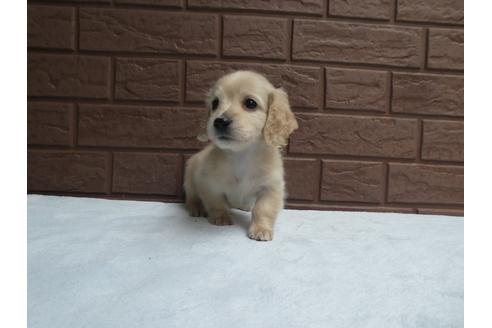 成約済の埼玉県のミニチュアダックスフンド(ロングヘアード)-120364の3枚目