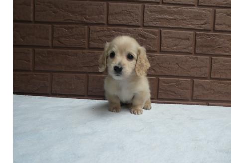 成約済の埼玉県のミニチュアダックスフンド(ロングヘアード)-120364の2枚目